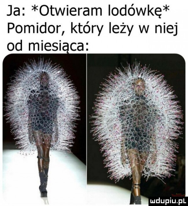 ja otwieram iodówkę pomidor który leży w niej od miesi ca