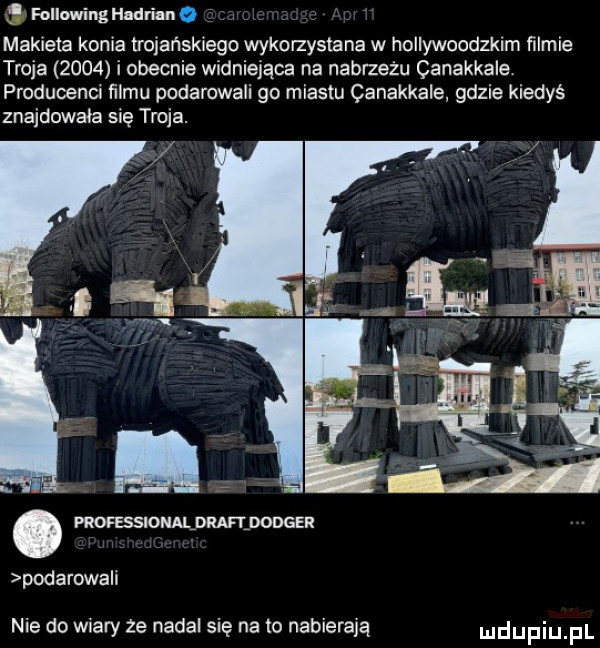 f follawinghadriano makieta konia wolańskiego wykomystana w hollywoodzkim ﬁlmie troja      i obecnie widniejąca na nabrzeżu canakkale producenci ﬁlmu podarowali go miastu canakkale gdzie kiedyś znajdowała się troja. podarowall nie do wiary ze nadal się na to nabierają