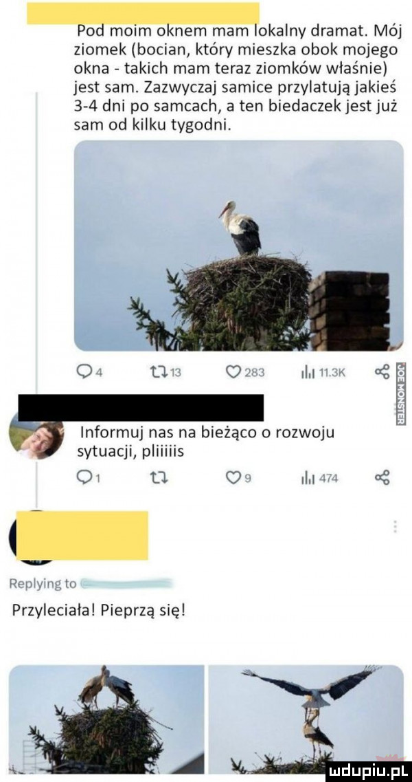 lo rnoim o nem mam oralny dramat. mój ziomek bocian który mieszka obok mojego okna takich mam teraz ziomków właśnie jest sam. zazwyczaj samice przylatują jakieś     dni po samcach a ten biedaczek jest już sam od kilku tygodni. q  u   ilvl sg informuj nas na bieżąco o rozwoju sytuacji piiiiiis oj u o   m m iu li przyleciała pieprzą się