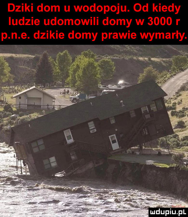 dziki dom u wodopoju. od kiedy ludzie udomowili domy w      r p n e. dzikie domy prawie wymarły