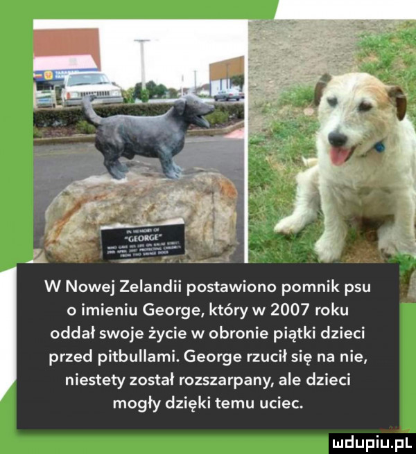 w nowej zelandii postawiono pomnik psu o imieniu george który w      roku oddał swoje życie w obronie piątki dzieci przed pitbullami. george rzucił się na nie niestety został rozszarpany ale dzieci mogły dzięki temu uciec