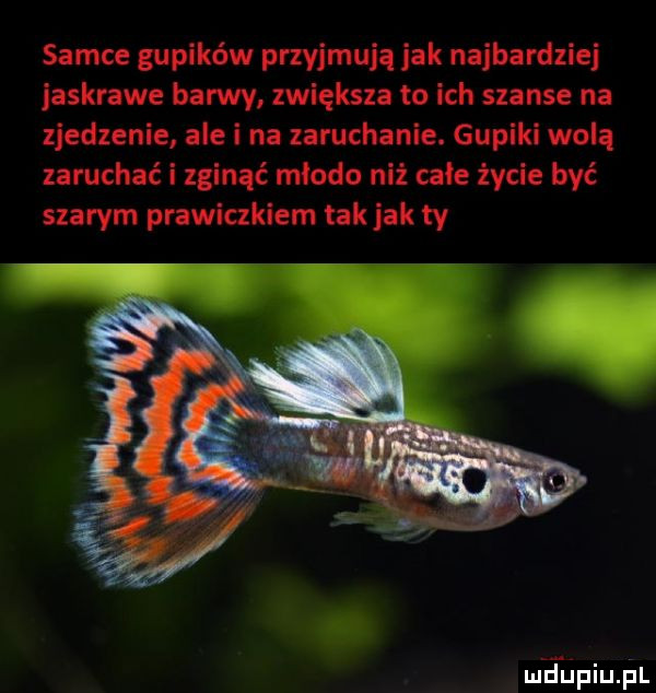 samce gupików przyjmują jak najbardziej jaskrawe barwy zwiększa to ich szanse na zjedzenie ale i na zaruchanie. gupiki wolą zapchać i zginąć miodu niż całe życie być szarym prawiczkiem tak jak ty mfupiupl