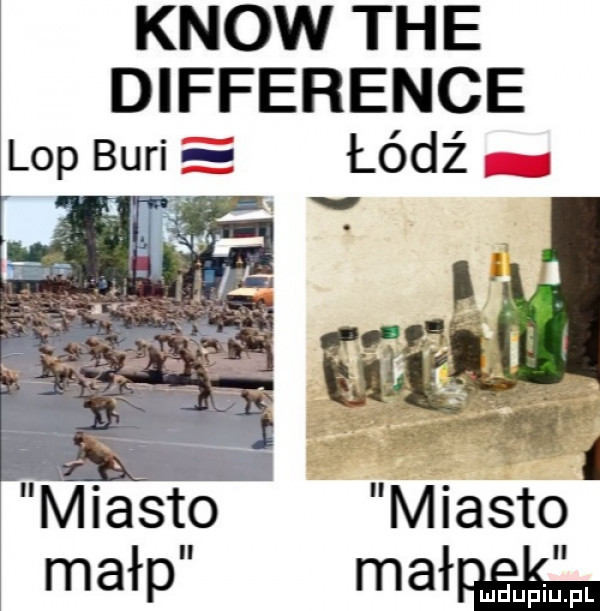 know tee difference lop bari łódź i      . mięto miasto małp mało mduplu pl