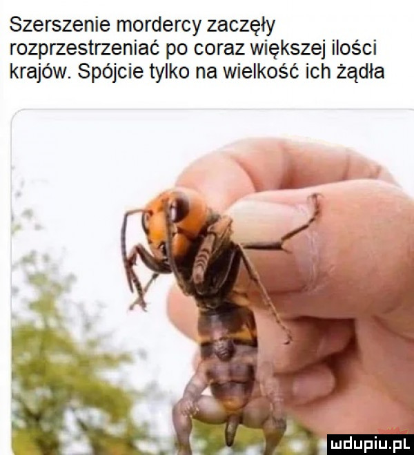 szerszenie mordercy zaczęły rozprzestrzeniać po coraz większej ilości krajów. spójcie tylko na wielkość ich żądła