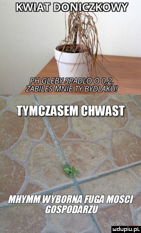 ph glebkspadleq       zab ngﬂggf ty bvdmkdęę i ymgiasem biiwast miiymm w ybllllllll ham m