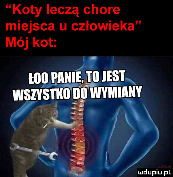 koty leczą chore miejsca u człowieka mój kot i lill iiiiiiiejji ie s lx iiisiys iiiii ibl wymiany   x