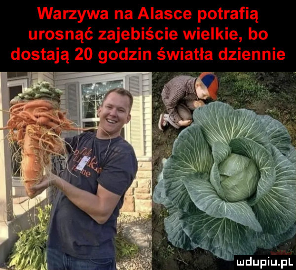 warzywa na alasce potrafią urosnąć zajebiście wielkie bo dostają    godzin światła dziennie