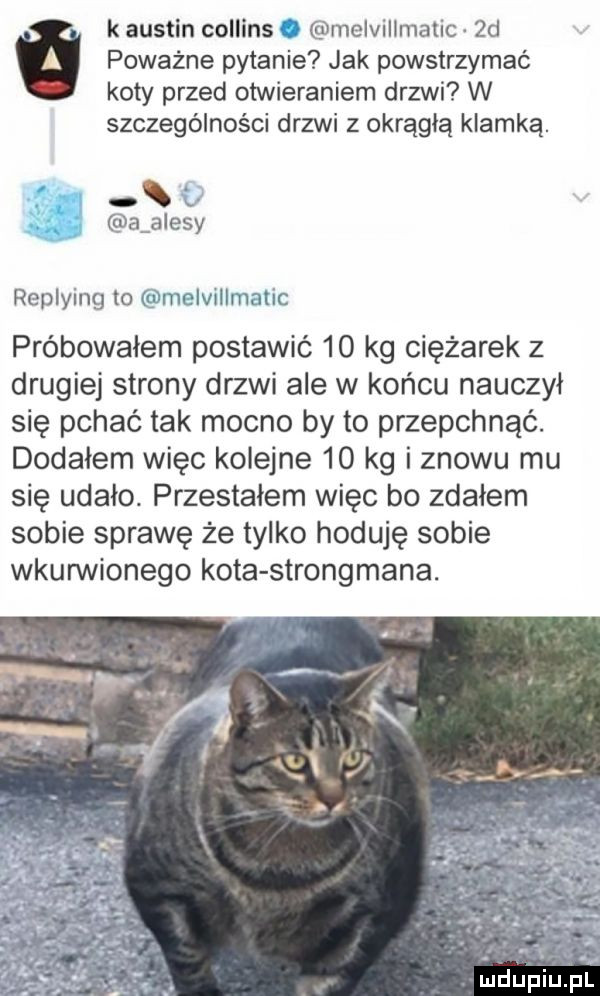 k austin collins ęi melvillmaiio  d poważne pytanie jak powstrzymać koty przed otwieraniem drzwi w szczególności drzwi z okrągłą klamką. s a amesy replying to melwllmatic próbowałem postawić    kg ciężarek z drugiej strony drzwi ale w końcu nauczył się pchać tak mocno by to przepchnąć. dodałem więc kolejne    kg i znowu mu się udało. przestałem więc bo zdałem sobie sprawę że tylko hoduję sobie wkurwionego kota strongmana