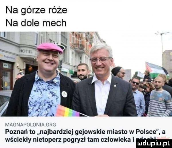 na górze róże magnapolonia olg poznań to najbardziej gejowskie miasto w polsce a wściekły nietoperz pogryzł tam człowieka i