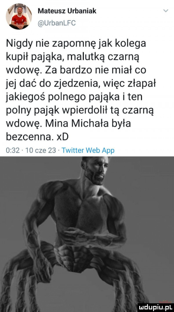 mateusz urbaniak urbanlfc nigdy nie zapomnę jak kolega kupił pająka malutką czarną wdowę. za bardzo nie miał co jej dać do zjedzenia więc złapał jakiegoś polnego pająka iren polny pająk wpierdolił tą czarną wdowę. mina michała była bezcenna. xd      w  cze    twmzr th aap