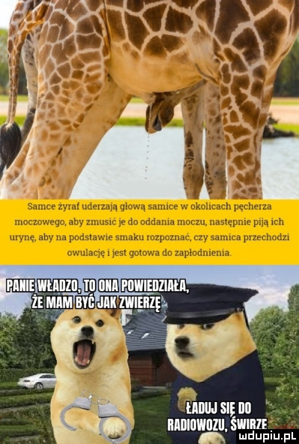 u maa si no nnmnwuzu. mru n mduplu pl