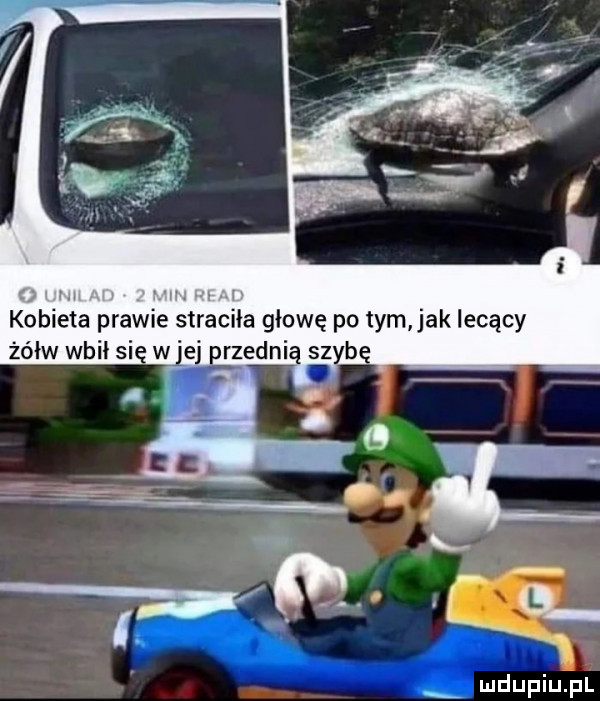 kozieła prawie śtracila głowę po tym jak lecący żółw wbił si wlej rzewnią szyb. mdupiujul