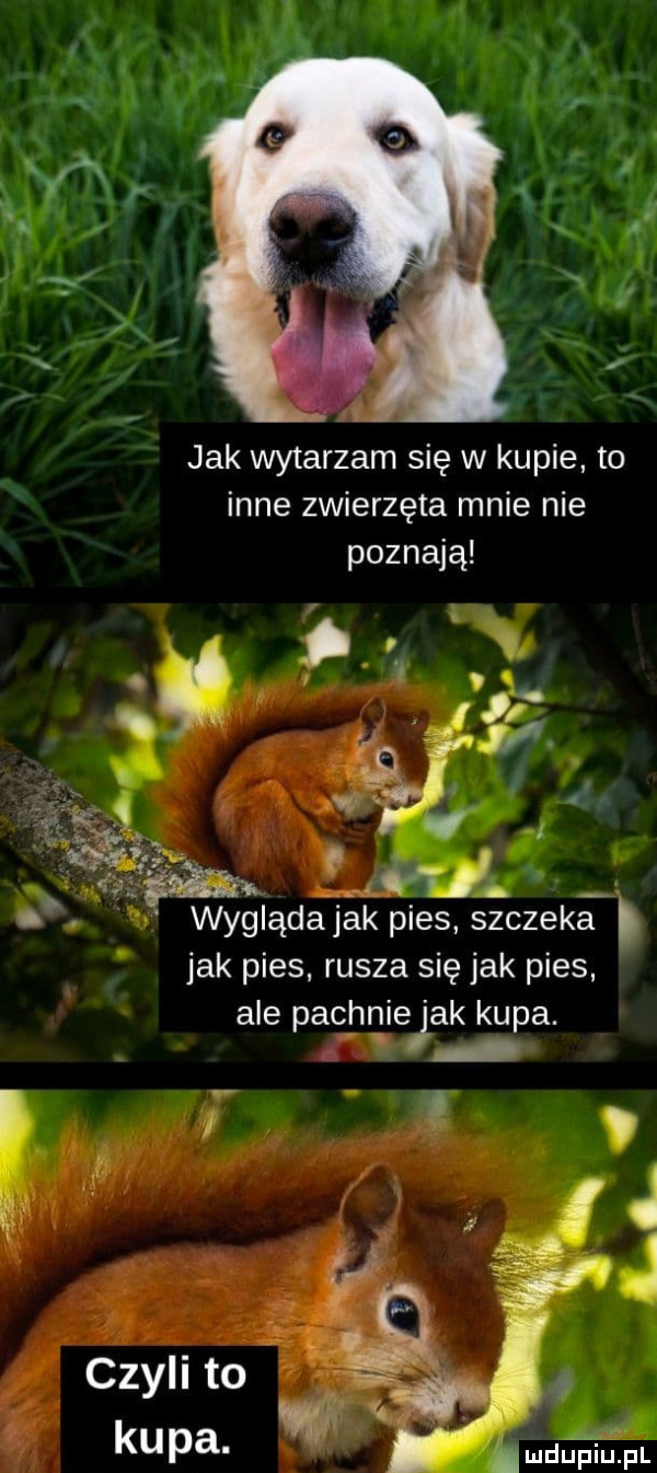 jak wytarzam się w kupie to inne zwierzęta mnie nie poznają wyglądajak pies szczeka. jak pies rusza się jak pies ale pacpniejak kupa