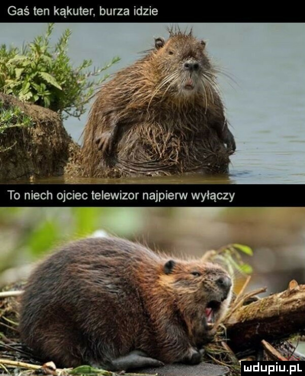 gaś ten kąkuter burza idzie w  fullu piugl