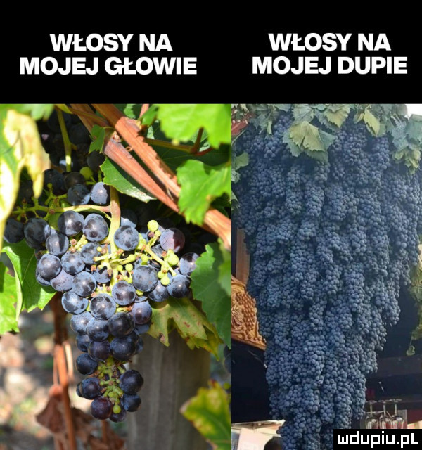włosy na włosy na mojej głowie mojej dupie