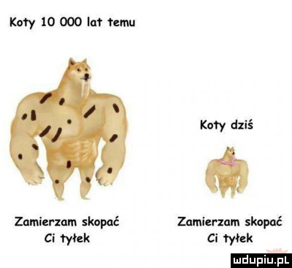 koły        lat łam koty dziś zamierzam skopać zamierzam skopać ci tyłek ci fałek ludu iu. l