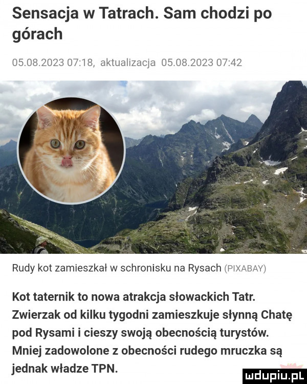 sensacja w tatrach. sam chodzi po górach                 akiualjzacja                 rudy kot zamieszkał w schronisku na rysach zmxmmv ko taternik to nowa atrakcja słowackich tatr. zwierzak od kilku tygodni zamieszkuje słynną chatę pod rysami i cieszy swoją obecnością turystów. mniej zadowolone z obecności rudego mruczka są jednak władze tpn