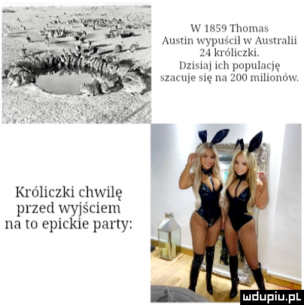 ą. abakankami a y w irsqa i hnmns muł g ałun wypuml w anan neil a kroliczki llzisinj ich pnpulncję zncuje się na     milionów króliczki chwilę przed wyjściem na to epickie party
