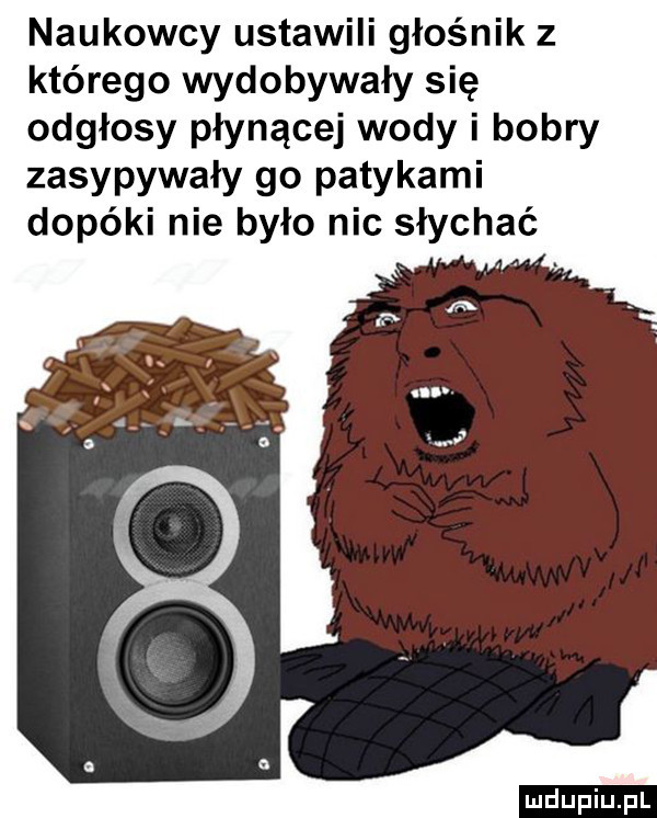 naukowcy ustawili głośnik z którego wydobywały się odgłosy płynącej wody i bobry zasypywały go patykami dopóki nie było nic słychać