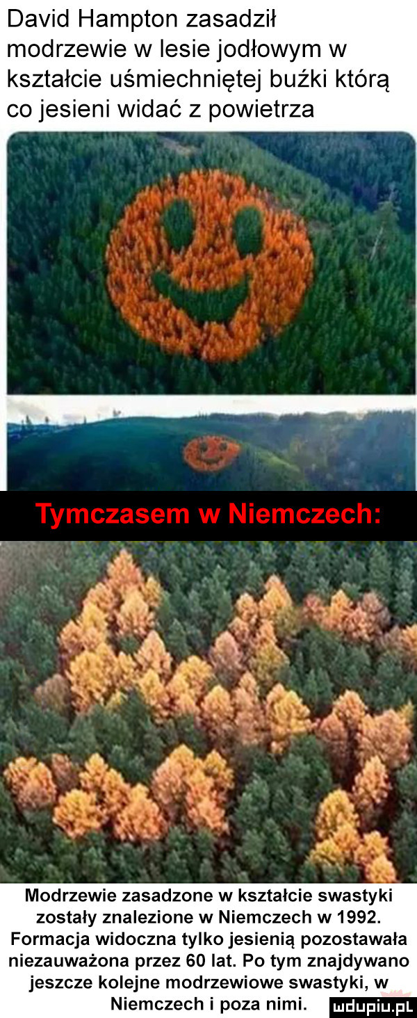david hampton zasadził modrzewie w lesie jodłowym w kształcie uśmiechniętej bużki którą co jesieni widać z powietrza. n modrzewie zasadzone w kształcie swastyki zostały znalezione w niemczech w     . formacja widoczna tylko jesienią pozostawała niezauważona przez    lat. po tym znajdywano jeszcze kolejne modrzewiowe swastyki w niemczech i poza nimi