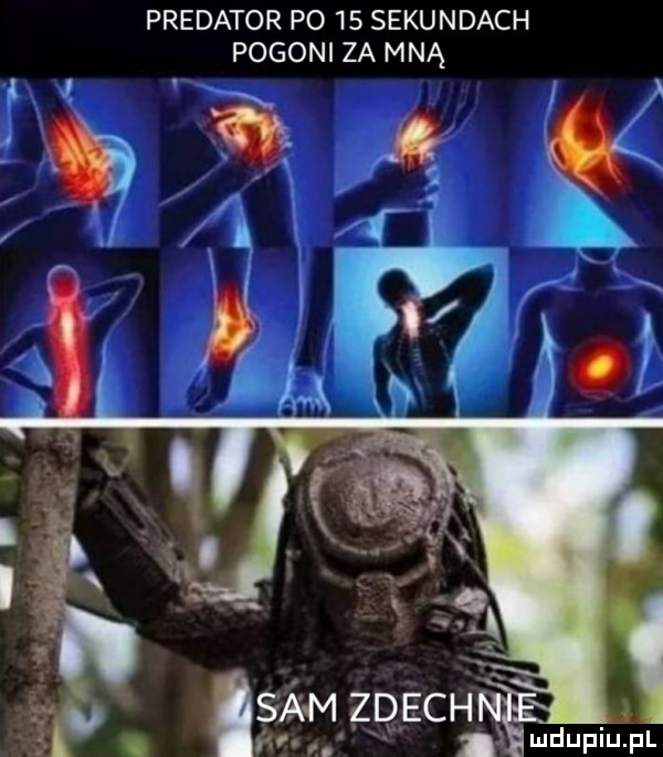 predator po    sekundach pogoni za mną sam zdech ludupiu. pl