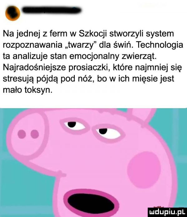 na jednej z ferm w szkocji stworzyli system rozpoznawania twarzy dla świń. technologia ta analizuje stan emocjonalny zwierząt. najradośniejsze prosiaczki które najmniej się stresują pójdą pod nóż bo w ich mięsie jest malo toksyn. e