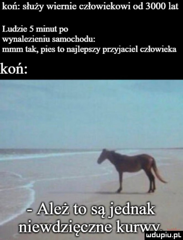 koń służy wiernie człowiekowi od      lat ludzie   minut po wynalezieniu samochodu mmm tak pis to najlqaszy przyjaciel człowieka c aleiib ęchm mmmﬂw