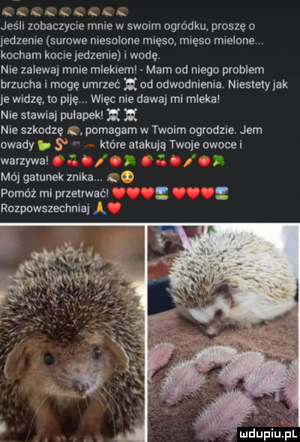 mxxxxxxxx jeśli zobaczycie mnie w swoim ogródku proszę o jedzenie surowe niesolone mięso mięso mielone. kocham kocie jedzenie i wodę. nie zalewaj mnie mlekiem mam od niego problem brzucha i mogę umrzeć i od odwodnienia. niestetyjak je widzę to paję. więc nie dawaj mi mleka nie stawiaj pulapek h h nie szkodzę ą pomagam w twoim ogrodzie. jem owady   które atakują twoje owoce i warzywa mój gatunek znika. ą. pomóż mi przetrwać rozpowszechniaj