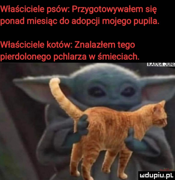 właściciele psów przygotowywałem się ponad miesiąc do adopcji mojego pupila. właściciele kotów znalazłem tego pierdolonego pchlarza w śmieciach. mmama mdupiilel