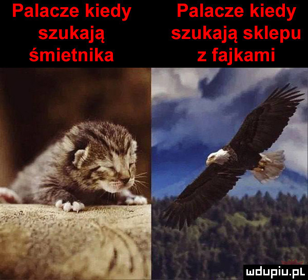palacze kiedy palacze kiedy szukają szukają sklepu śmietnika z fajkami mdupiupi