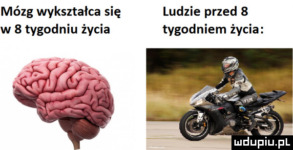 mózg wykształca się ludzie przed   w   tygodniu życia tygodniem życia