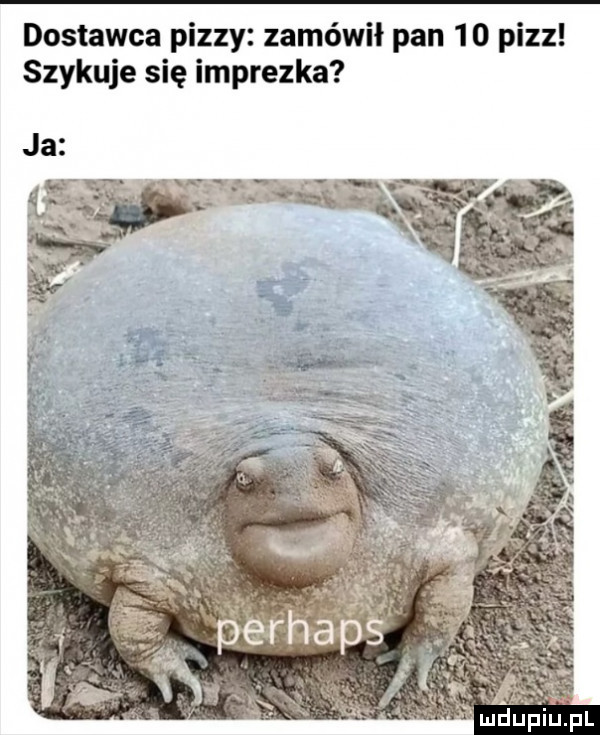 dostawca pizzy zamówił pan    pizz szykuje się imprezka
