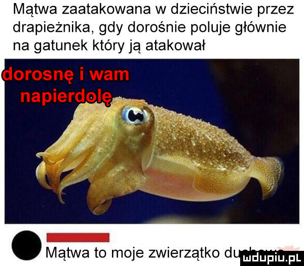mątwa zaatakowana w dzieciństwie przez drapieżnika gdy dorośnie poluje głównie na gatunek który ją atakował mątwa to moje zwierzątko d udupiu pl