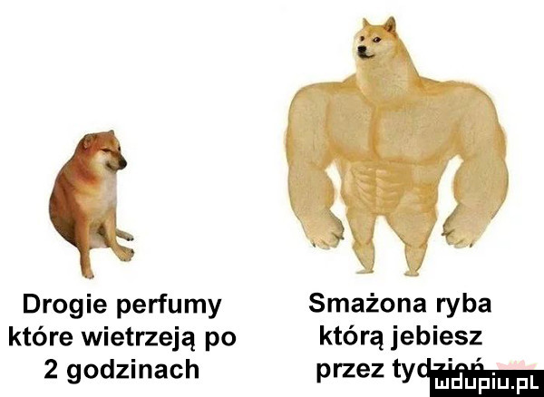 drogie perfumy smażona ryba które wietrzeją po którą jebiesz   godzinach przez tw