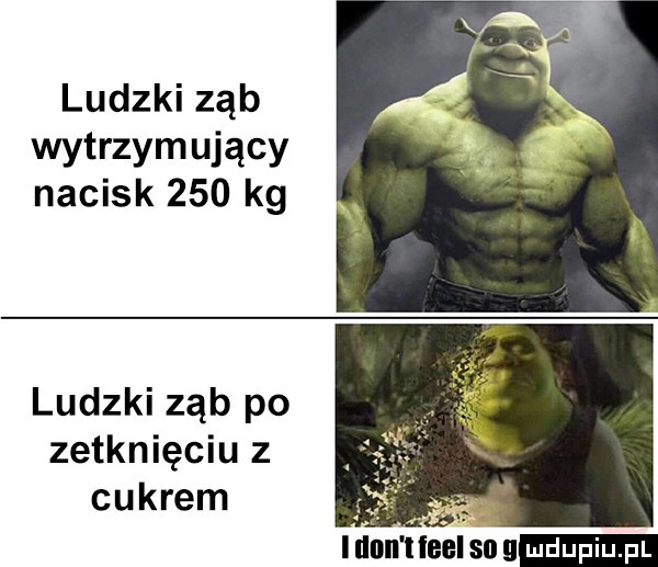 ludzki ząb wytrzymujący nacisk     kg ludzki ząb po zetknięciu z cukrem inn inaugu