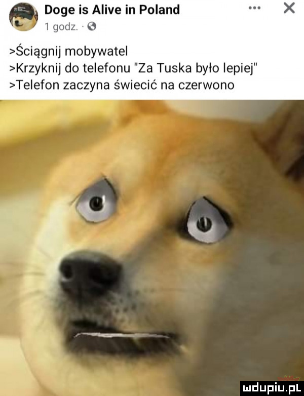 doje is alice in poland   godz ściągnij mobywatel krzyknij do telefonu za tuska było lepiej telefon zaczyna świecić na czerwono