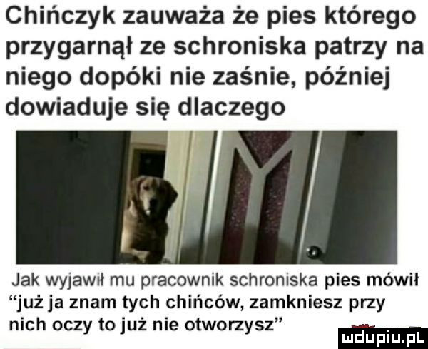 chińczyk zauważa że pies którego przygarnął ze schroniska patrzy na niego dopóki nie zaśnie później dowiaduje się dlaczego jak wyjawił mu pracownik schroniska pies mówił już ja znam tych chińców zamkniesz przy n ch oc to n e ot orz s i zy uz i w y z