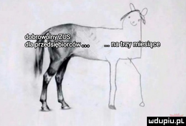 przgdsiębiorcówm mwmw