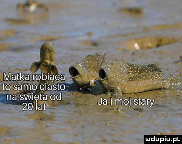 upiu pl