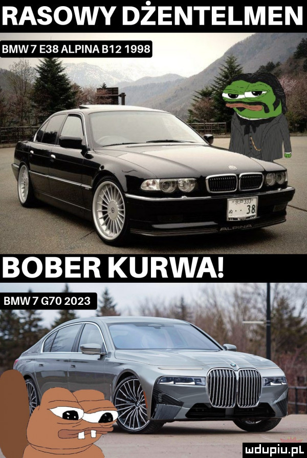rasowy dżentelmen