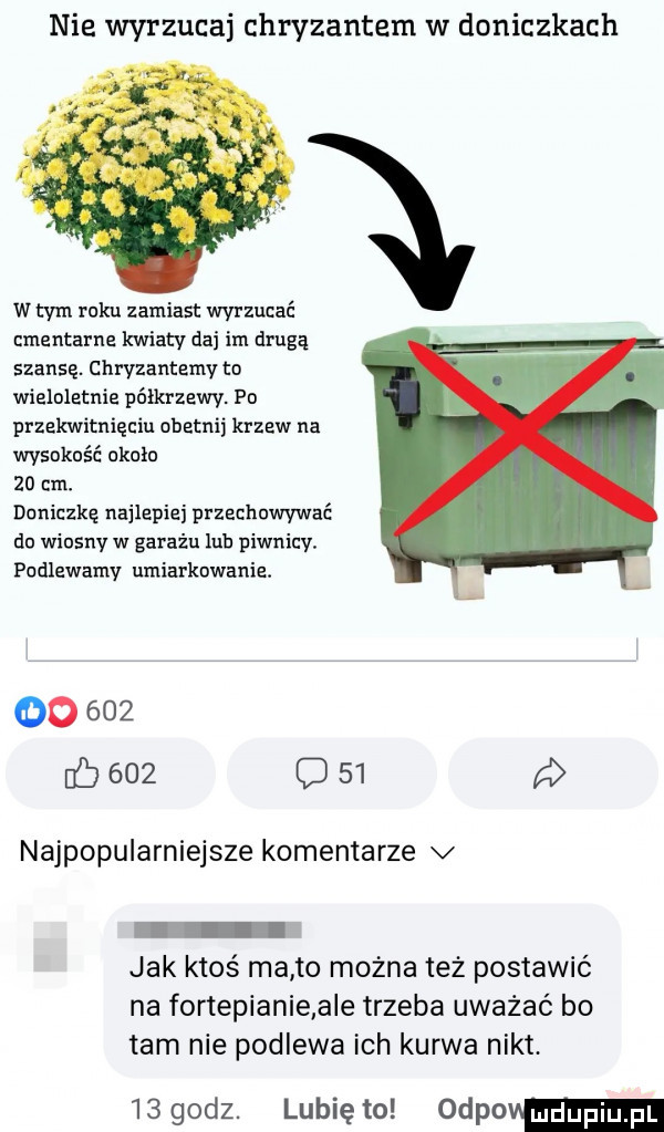 nie wyrzucaj chryzantem w doniczkach wtem roku zamiast wyrzucać cmentarne kwiaty dni im drugą szansę. chryzantemy to wieloletnie półkrzewy. pu przekwitnięciu obetnij krzew na wysokość okolo    cm. doniczkę najlepiej przechowywać du wiosny w garażu lub piwnicy. fudlewamy umiarkowanie. oo     b     o    najpopularniejsze komentarze v jak ktoś ma to można też postawić na fortepianie a e trzeba uważać bo tam nie podlewa ich kurwa nikt.    godz. lunięto odpovm