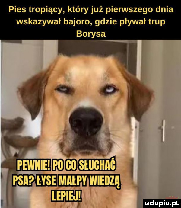 pies tropiący który już pienstego dnia wskazywał bajorki gdzie pływał trup borysa