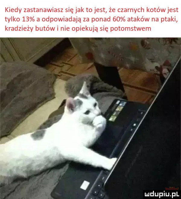 kiedy zastanawiasz się jak to jest że czarnych kotów jest tviko    a odewiadaja za ponad    ataków na ptaki kradzieży butów i nie opiekują się potomstwem