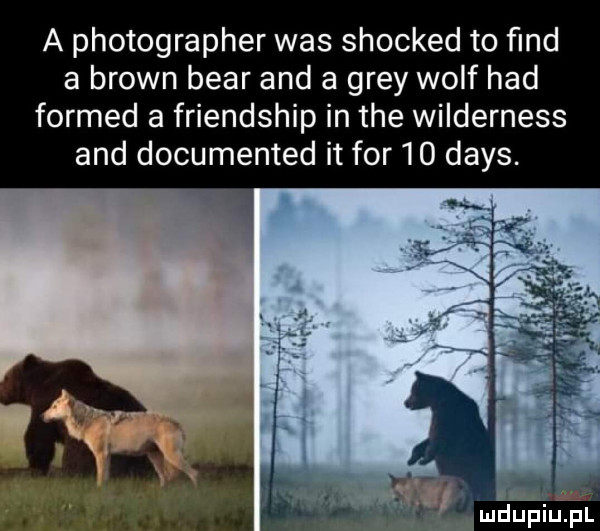 a photographer was shocked to ﬁnd a brown bear and a gray wolf hdd formed a friendship in tee wilderness and documented it for    dans. mdupiil