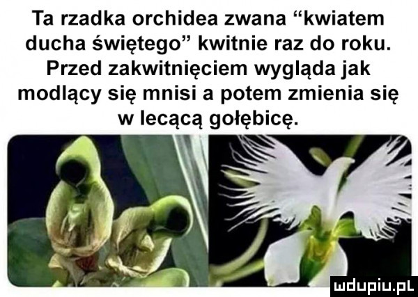 ta rzadka orchidea zwana kwiatem ducha świętego kwitnie raz do roku. przed zakwitnięciem wygląda jak modlący się mnisi a potem zmienia się w lecącą gołębicę