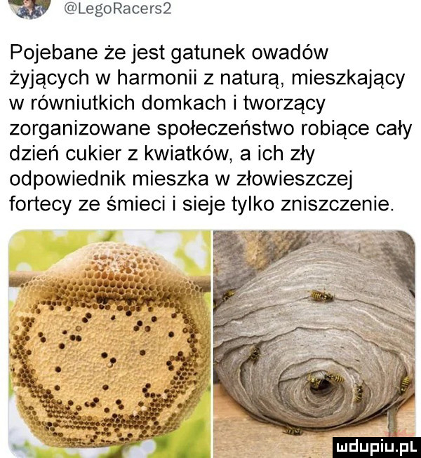 w legoracers  pojebane że jest gatunek owadów żyjących w harmonii z naturą mieszkający w równiutkich domkach i tworzący zorganizowane społeczeństwo robiące cały dzień cukier z kwiatków a ich zły odpowiednik mieszka w złowieszczej fortecy ze śmieci i sieje tylko zniszczenie