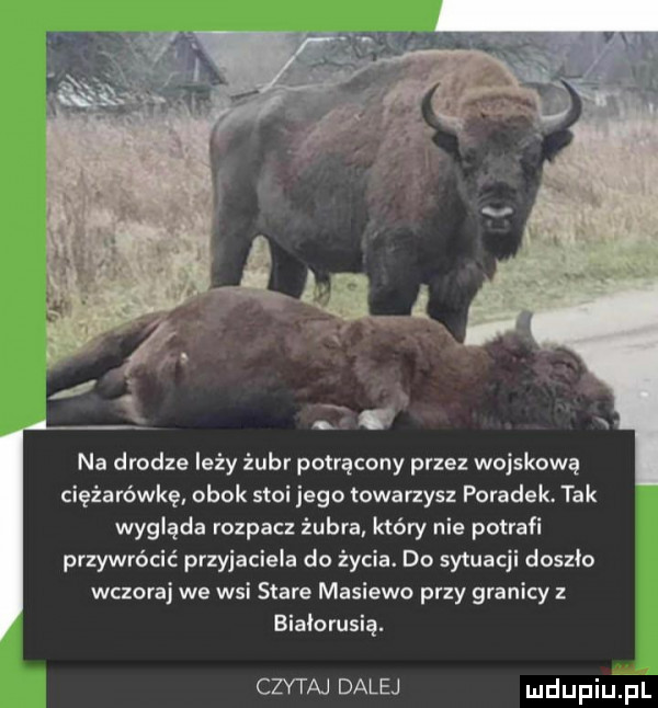 na drodze leży żubr potrącony przez wojskową ciężarówkę obok stoi jego towarzysz pomadek. tak wygląda rozpacz żubra który nie potrafi przywrócić przyjaciela do życia. do sytuacji doszło wczoraj we wsi stare maniewo przy granicy z białorusią. czytaj dalej