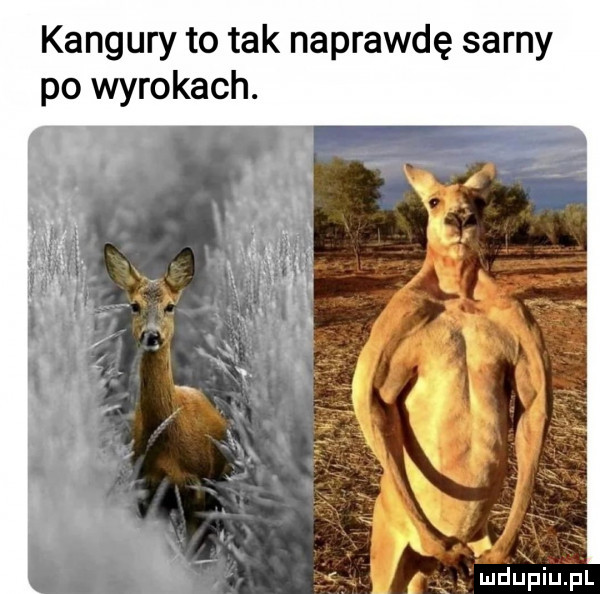 kangury to tak naprawdę sarny po wyrokach