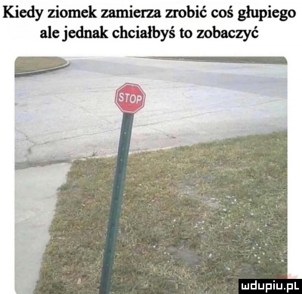 kiedy ziomek zamiera zrobić coś głupiego ale jednak chciałbyś to zobaczże