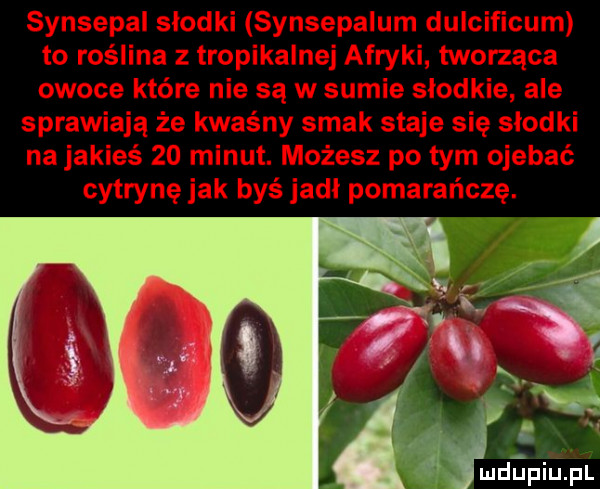 Obrazek
